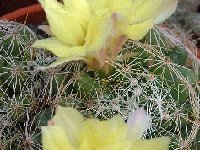 Mammillaria sphaerica JLcoll.3022.jpg